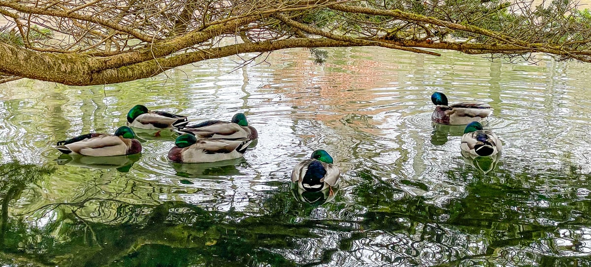 雲場池的綠頭鴨