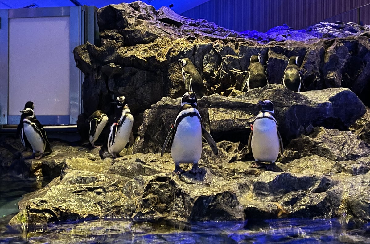 墨田水族館 - 企鵝